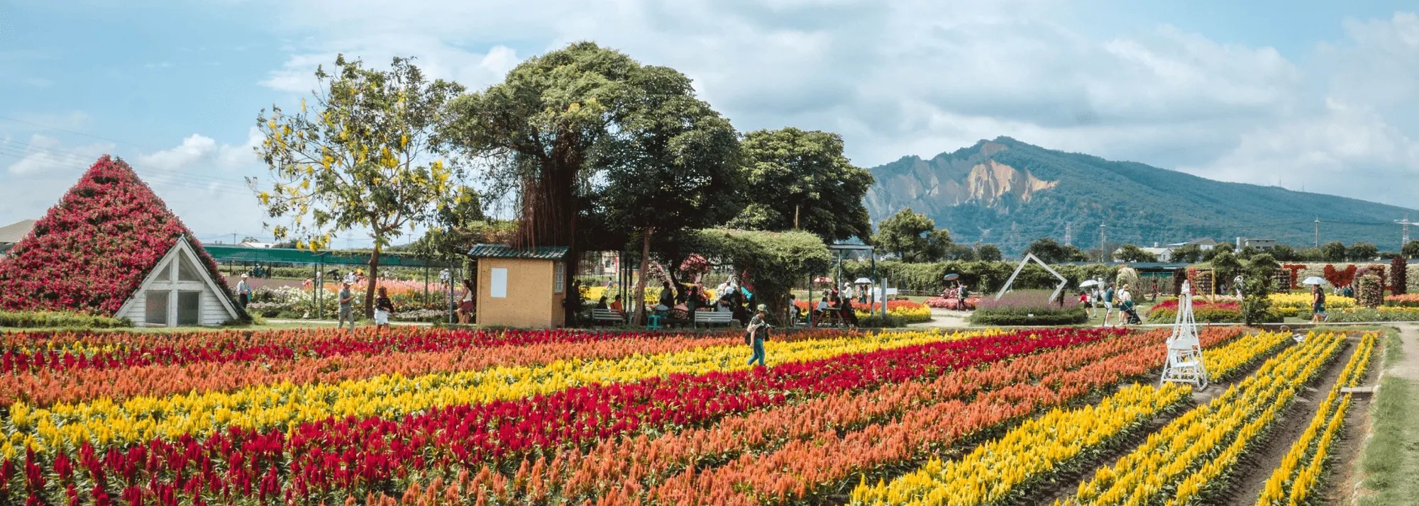 flower field image