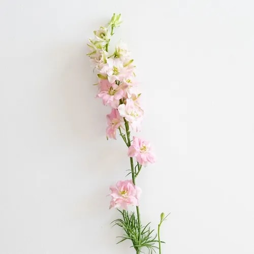 Larkspur flowers for spring wedding