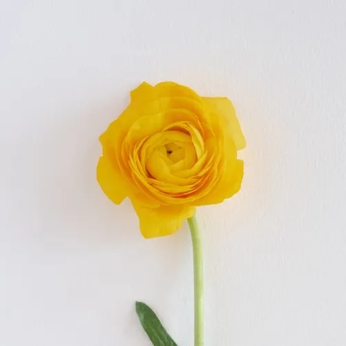 Ranunculus Bloom for wedding decor