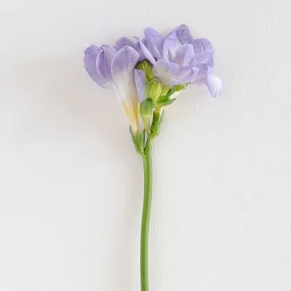 Purple freesia for wedding floral arrangement