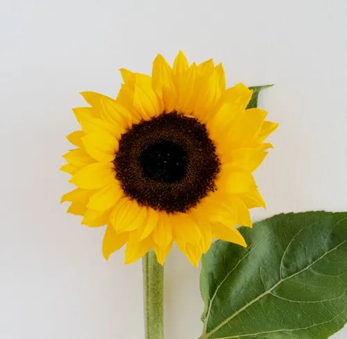 Sunflowers for wedding decor