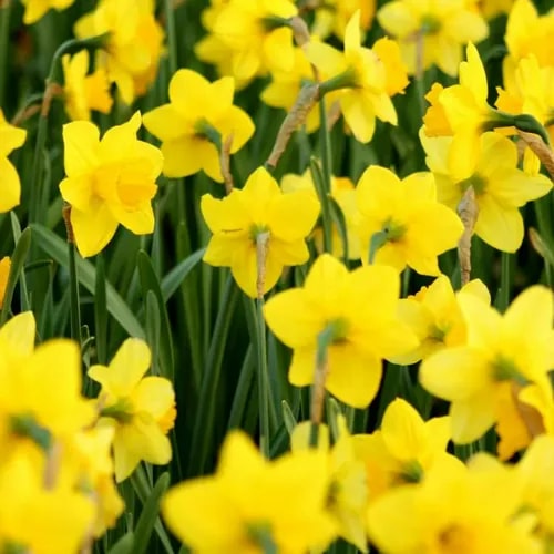 Daffodils for spring wedding