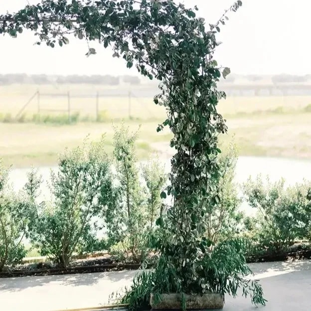 Earthly Elegance: Why Greenery Weddings Are Trending