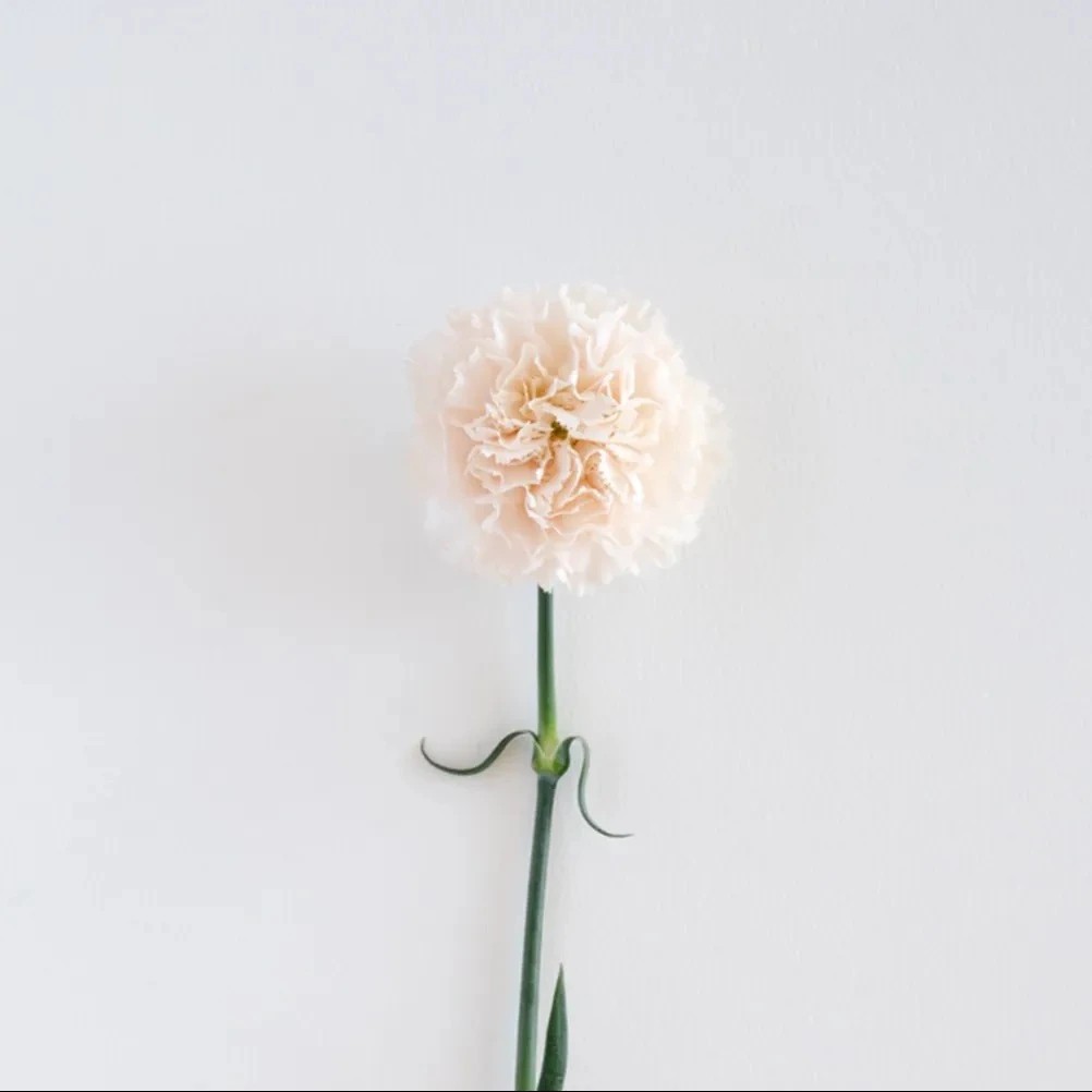 White carnations used in summer wedding floral arrangements